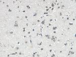 VGF Antibody in Immunohistochemistry (Paraffin) (IHC (P))