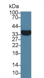 VGF Antibody in Western Blot (WB)