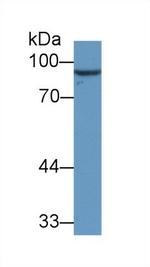 VGF Antibody in Western Blot (WB)