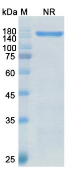 Vibecotamab Chimeric Antibody in SDS-PAGE (SDS-PAGE)