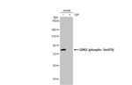 Phospho-GRK2 (Ser670) Antibody in Western Blot (WB)