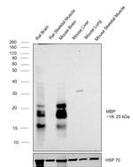 MBP Antibody in Western Blot (WB)