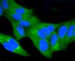 NFkB p65 Antibody in Immunocytochemistry (ICC/IF)