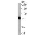 Phospho-RSK1 (Ser380) Antibody in Western Blot (WB)