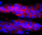 IL-4 Antibody in Immunocytochemistry (ICC/IF)