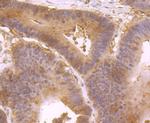 IL-4 Antibody in Immunohistochemistry (Paraffin) (IHC (P))