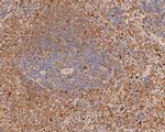 PGD Antibody in Immunohistochemistry (Paraffin) (IHC (P))