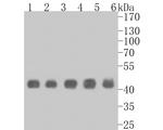 PGD Antibody in Western Blot (WB)