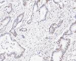 EXOSC7 Antibody in Immunohistochemistry (Paraffin) (IHC (P))