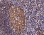 HLA-DRB4 Antibody in Immunohistochemistry (Paraffin) (IHC (P))