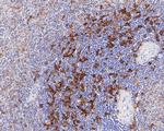 HLA-DRB4 Antibody in Immunohistochemistry (Paraffin) (IHC (P))