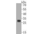 HLA-DRB4 Antibody in Western Blot (WB)