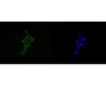 HDGF Antibody in Immunocytochemistry (ICC/IF)