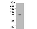 SLC44A4 Antibody in Western Blot (WB)