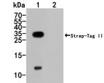 Strep Tag II Antibody in Western Blot (WB)