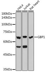 GBP1 Antibody in Western Blot (WB)