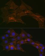 Sodium Potassium ATPase Antibody in Immunocytochemistry (ICC/IF)