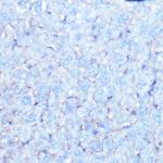 Sodium Potassium ATPase Antibody in Immunohistochemistry (Paraffin) (IHC (P))