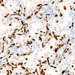 Myeloperoxidase Antibody in Immunohistochemistry (Paraffin) (IHC (P))
