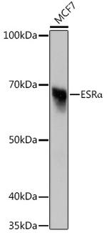 Estrogen Receptor alpha Antibody in Western Blot (WB)