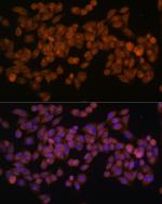 FASN Antibody in Immunocytochemistry (ICC/IF)