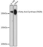 FASN Antibody in Western Blot (WB)