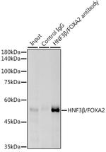 FOXA2 Antibody in Immunoprecipitation (IP)