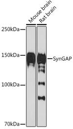 SynGAP Antibody in Western Blot (WB)