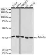 gamma Tubulin Antibody in Western Blot (WB)