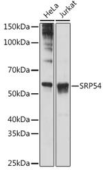 SRP54 Antibody in Western Blot (WB)