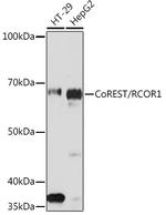 RCOR1 Antibody in Western Blot (WB)