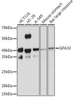 A33 Antibody in Western Blot (WB)