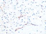 PODXL Antibody in Immunohistochemistry (Paraffin) (IHC (P))