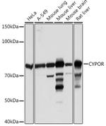 Cytochrome P450 Reductase Antibody in Western Blot (WB)