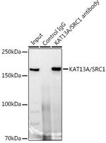 SRC1 Antibody in Immunoprecipitation (IP)