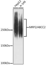 MRP2 Antibody in Western Blot (WB)