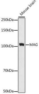 MAG Antibody in Western Blot (WB)