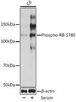 Phospho-Rb (Ser780) Antibody in Western Blot (WB)