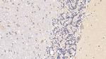 RARS Antibody in Immunohistochemistry (Paraffin) (IHC (P))