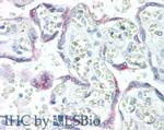 KISS1 Antibody in Immunohistochemistry (Paraffin) (IHC (P))