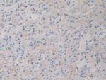 GHRH Antibody in Immunohistochemistry (Paraffin) (IHC (P))