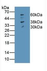 Ferroportin Antibody in Western Blot (WB)