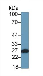 Azurocidin Antibody in Western Blot (WB)