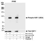 Phospho-TRIM28 (Ser824) Antibody in Immunoprecipitation (IP)
