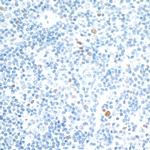 c-MAF Antibody in Immunohistochemistry (Paraffin) (IHC (P))