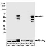 c-MAF Antibody in Western Blot (WB)