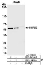 SMAD3 Antibody in Immunoprecipitation (IP)