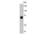 Lamin B2 Antibody in Western Blot (WB)