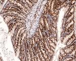 PIN4 Antibody in Immunohistochemistry (Paraffin) (IHC (P))