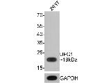 UFC1 Antibody in Western Blot (WB)